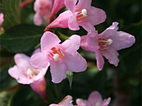 Вейгела цветущая Pink Poppet