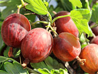 Крыжовник Ласковый